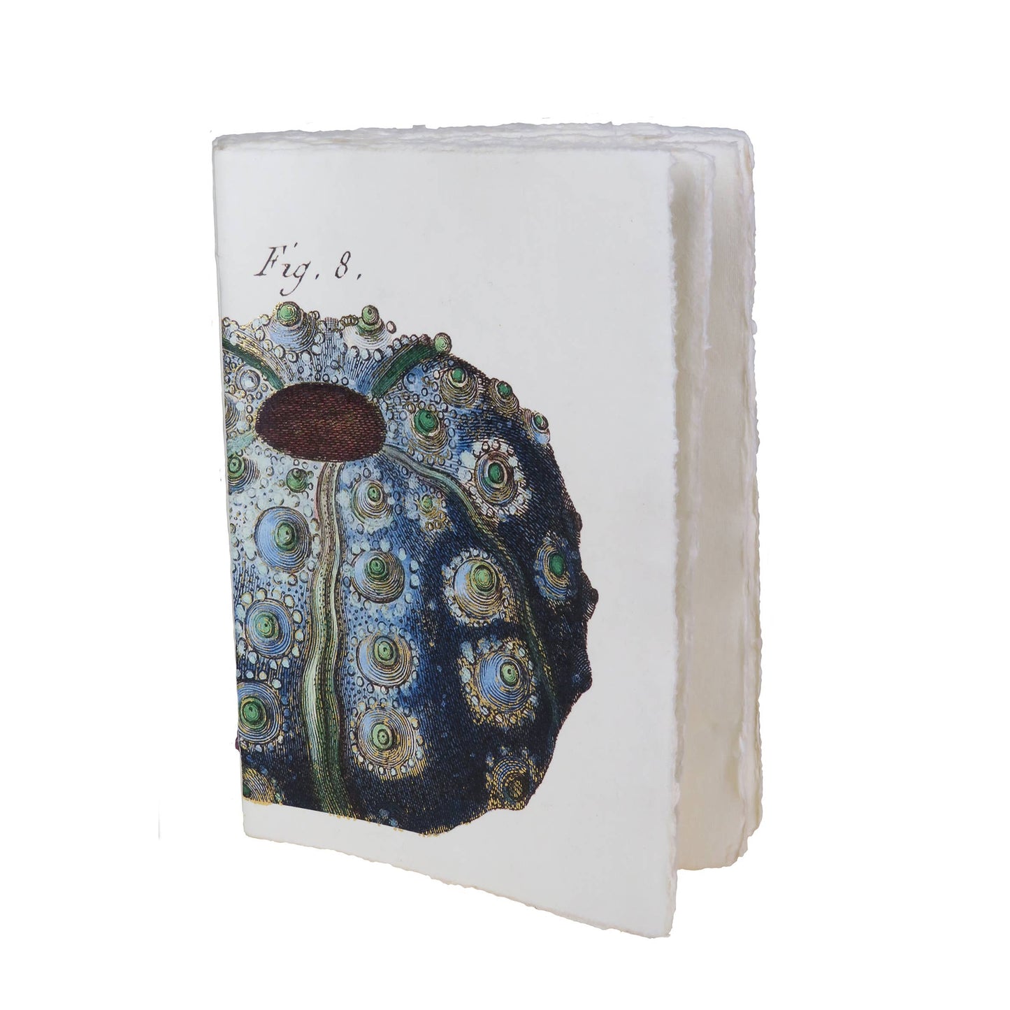 Parchment paper notebook with sea motif: sea urchin (Lamarck engraving): 15 x 20 cm