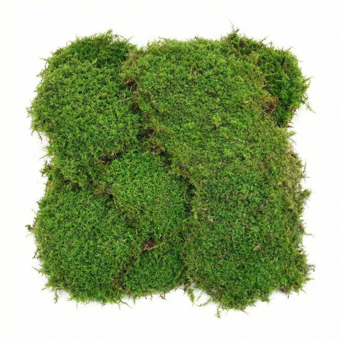 1 cu ft Box of Fresh Live Sheet Moss (Terrarium Grade)
