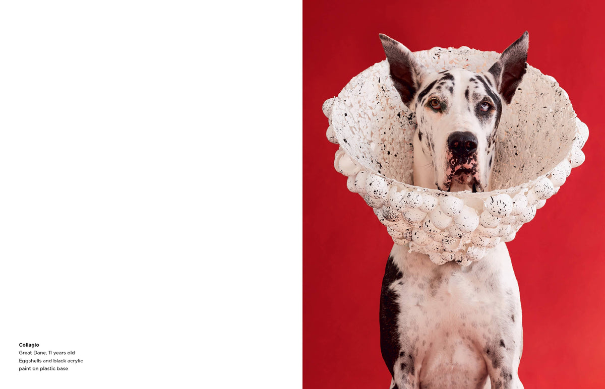 Cone of Shame: Hardcover