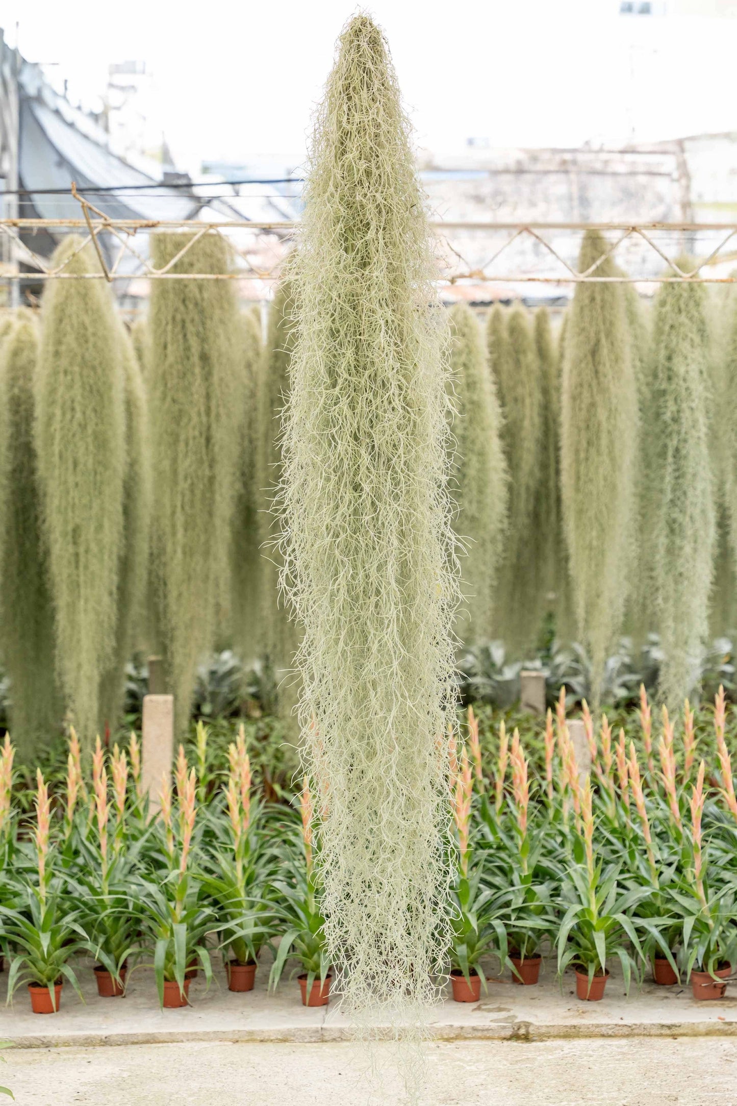 GIANT Colombia Thick Spanish Moss - Tillandsia Usneoides