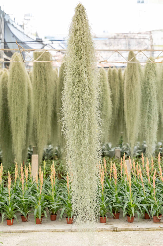 GIANT Colombia Thick Spanish Moss - Tillandsia Usneoides