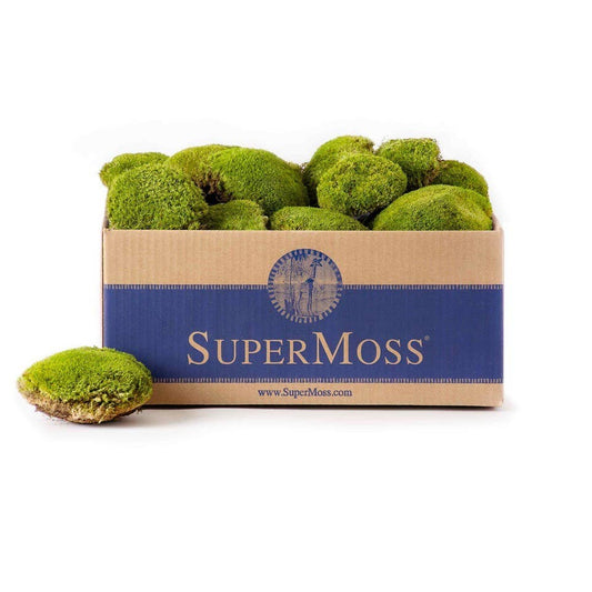 Topa Moss