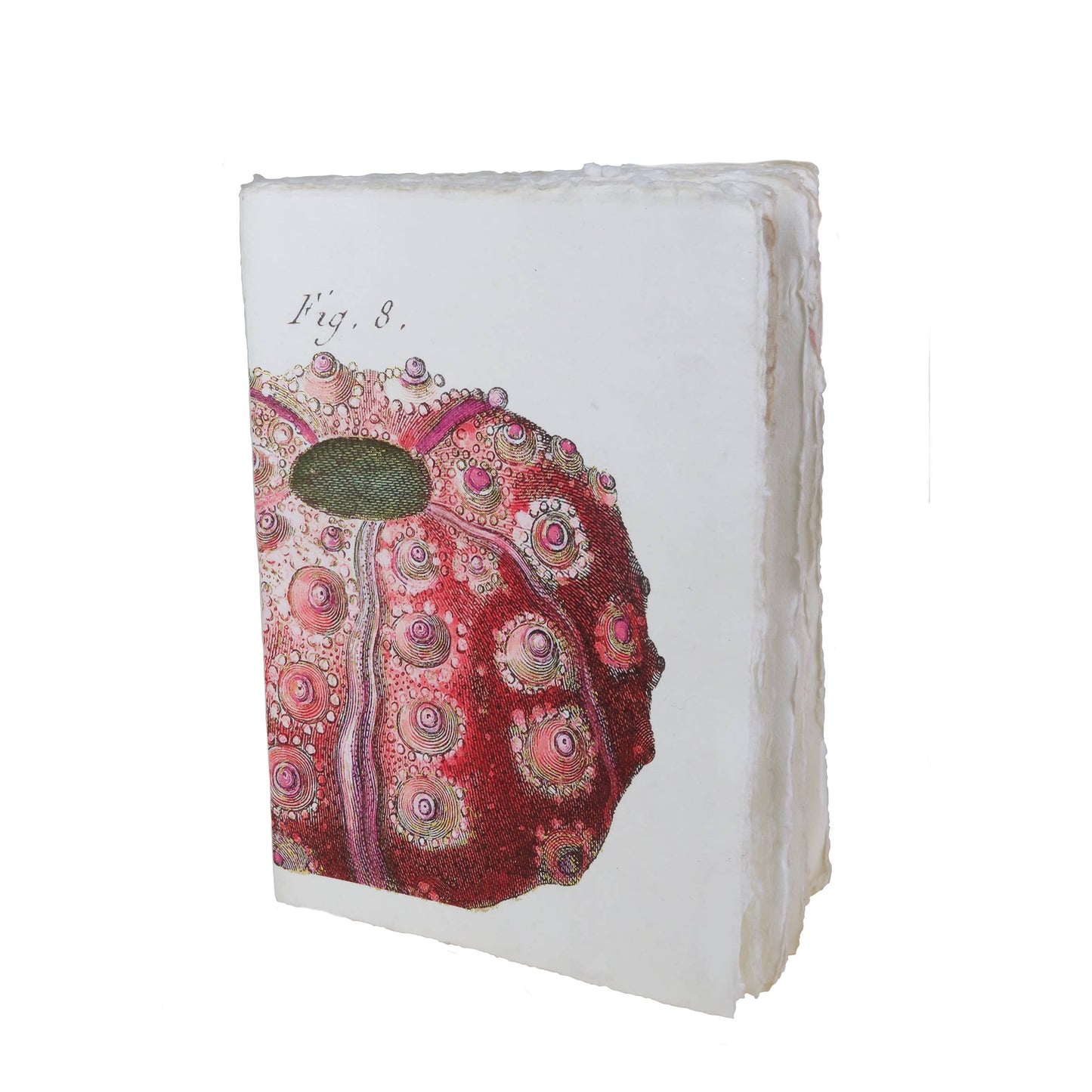 Parchment paper notebook with sea motif: sea urchin (Lamarck engraving): 15 x 20 cm