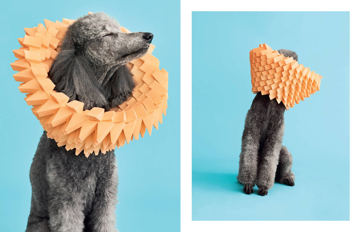 Cone of Shame: Hardcover