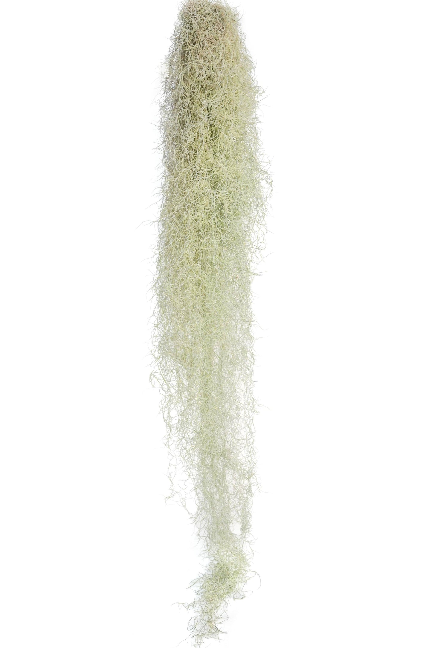 GIANT Colombia Thick Spanish Moss - Tillandsia Usneoides