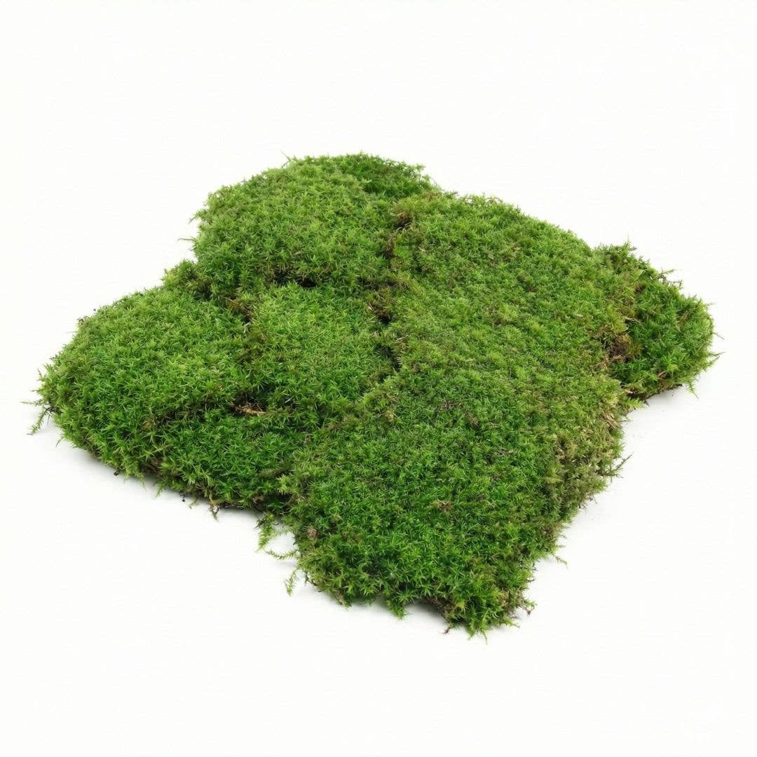 1 cu ft Box of Fresh Live Sheet Moss (Terrarium Grade)