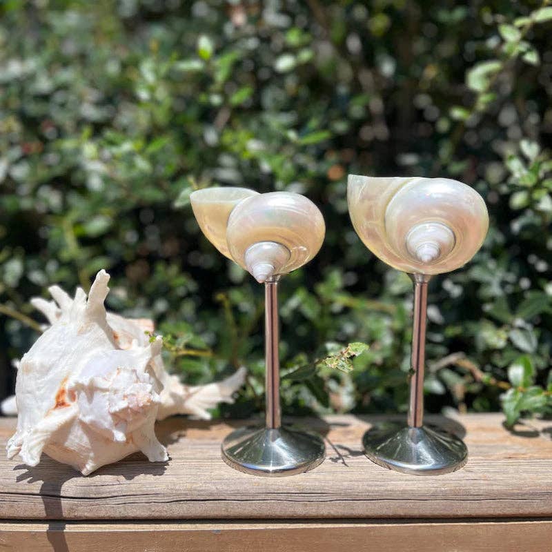 Sea Shell Glasses 4-Piece Set: Clear / 4pc
