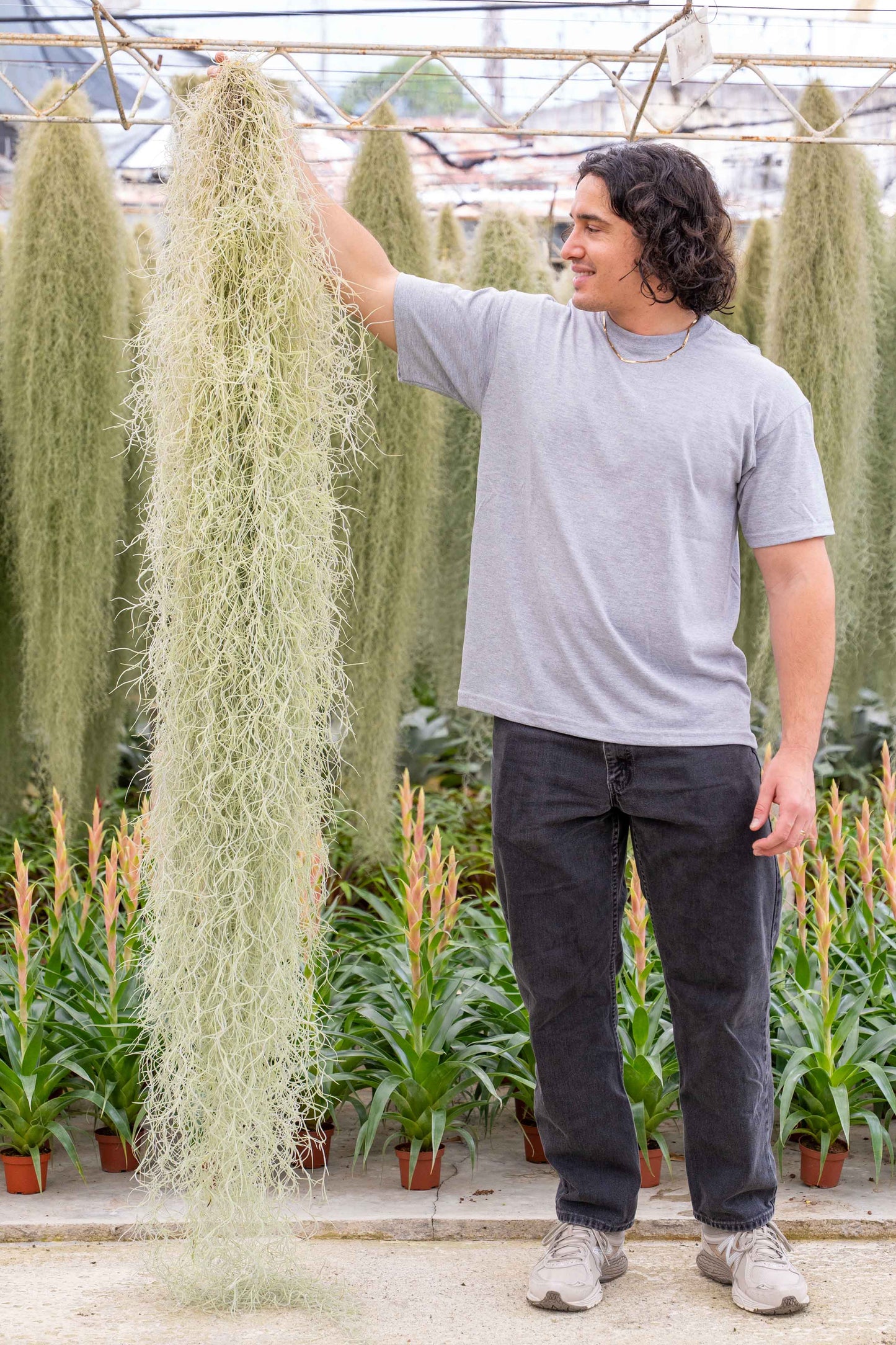 GIANT Colombia Thick Spanish Moss - Tillandsia Usneoides