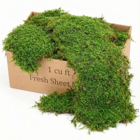 1 cu ft Box of Fresh Live Sheet Moss (Terrarium Grade)