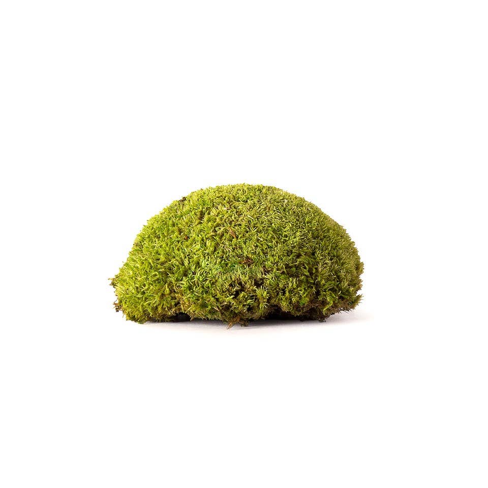 Topa Moss