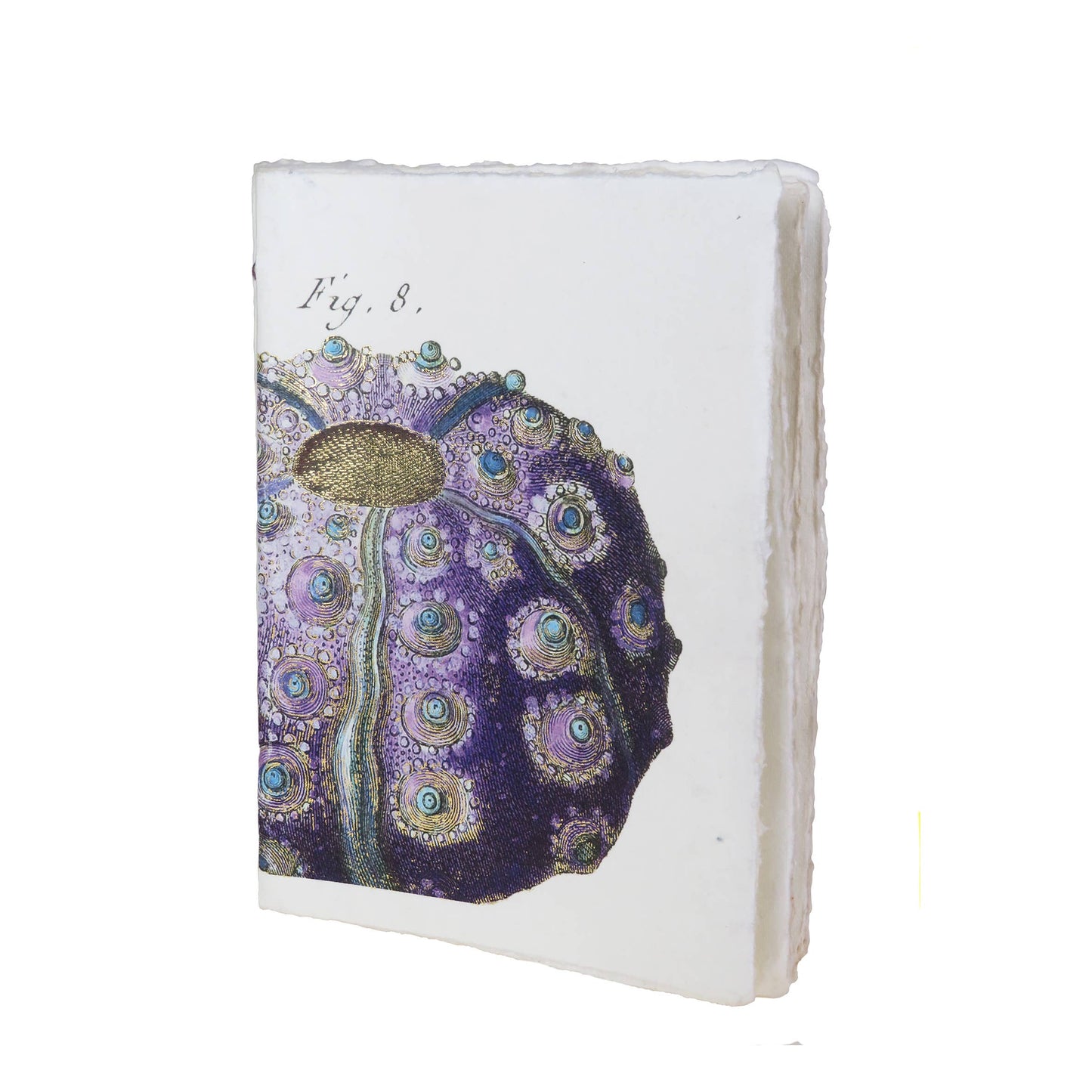 Parchment paper notebook with sea motif: sea urchin (Lamarck engraving): 15 x 20 cm