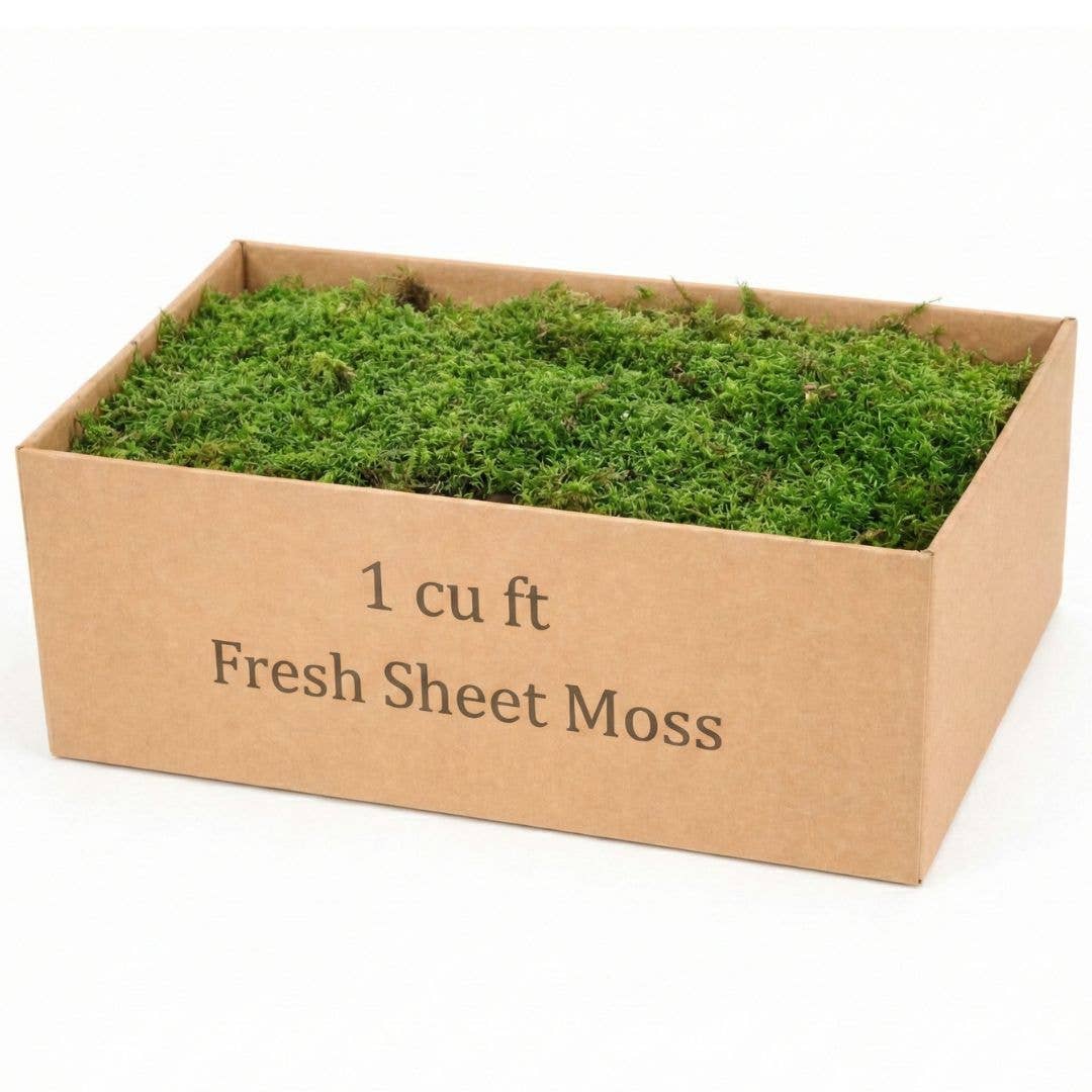 1 cu ft Box of Fresh Live Sheet Moss (Terrarium Grade)