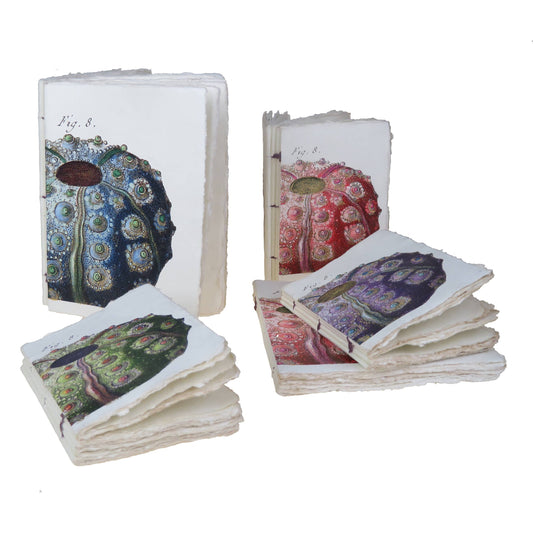 Parchment paper notebook with sea motif: sea urchin (Lamarck engraving): 15 x 20 cm