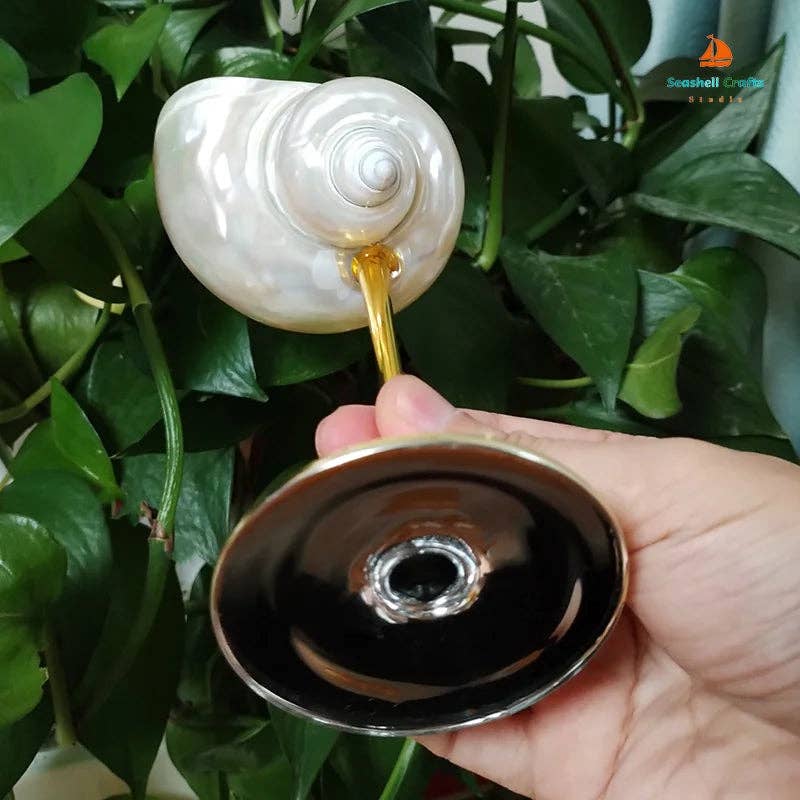 Sea Shell Glasses 4-Piece Set: Clear / 4pc